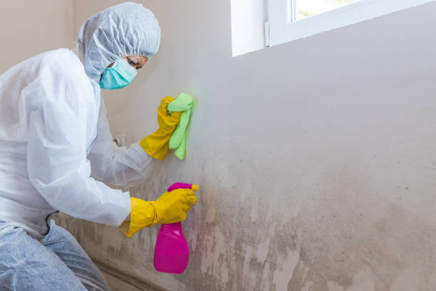  Myrtle Grove, FL Mold Removal & Remediation Pros